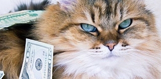 cats are cool