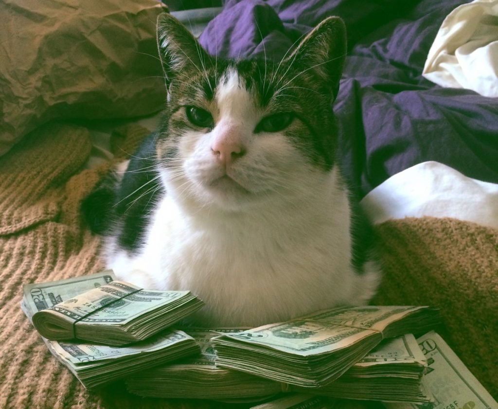 Funny Pictures Of Cats Posing With Money