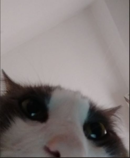Cat Owner Surprised To Find These Selfies On Her Phone