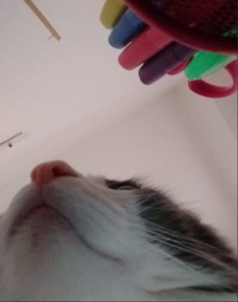 Cat Owner Surprised To Find These Selfies On Her Phone