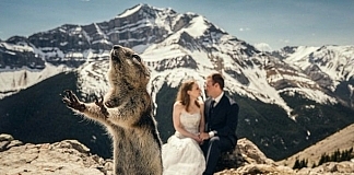 10 Wedding Photos With The Funniest Photobombs