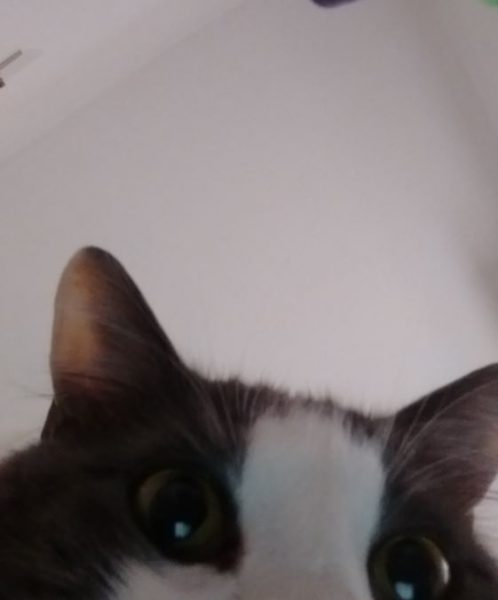 Cat Owner Surprised To Find These Selfies On Her Phone