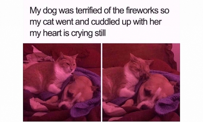 20 Feel Good Memes That Will Tug At Your Heartstrings