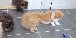 Adorable Reaction From Persian Kittens When They See A New Toy