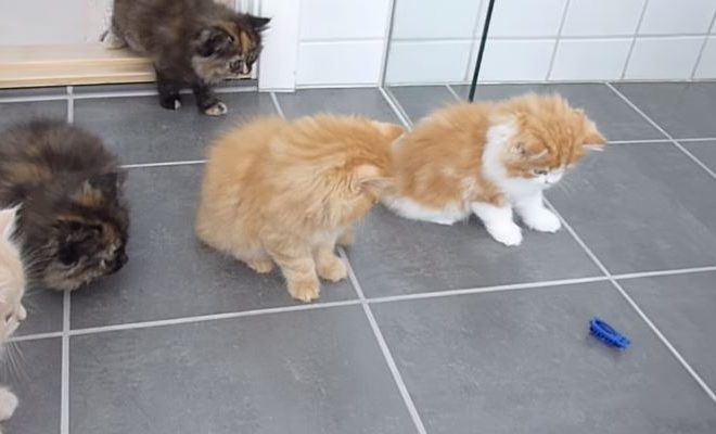 Adorable Reaction From Persian Kittens When They See A New Toy Adorable Reaction From Persian Kittens When They See A New Toy