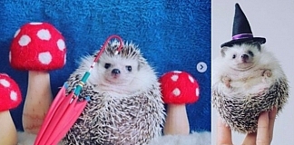 Azuki The Hedgehog Has More Instagram Followers Than You