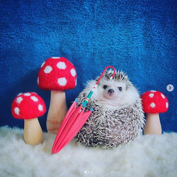 azuki hedgehog