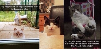 20+ Funny Cat Snapchats That Will Get You Purring For More