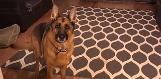 German Shepherd's Awesome Reaction To Starbucks Is Hilarious