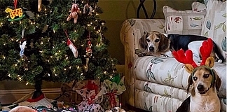These Pets Ruined Christmas For Everybody