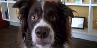 Watch How Dog Responds When Asked To Flash A Smile