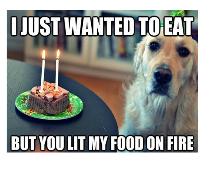 50 Dog Memes To Keep You Laughing This Weekend