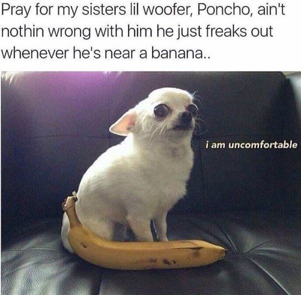 50 Dog Memes To Keep You Laughing This Weekend