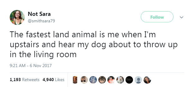 25 Of The Funniest Animal Tweets Of 2017
