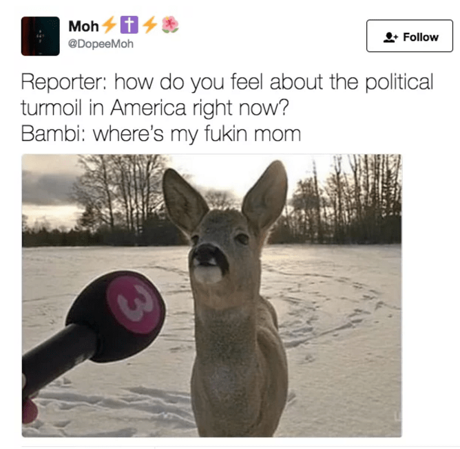 25 Of The Funniest Animal Tweets Of 2017
