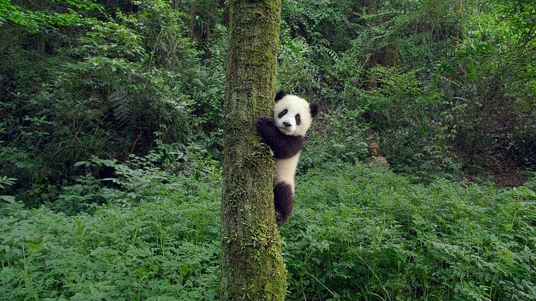 Be Prepared For Cuteness Overload As 'Pandas' IMAX Teaser Is Out