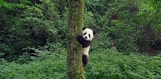 Be Prepared For Cuteness Overload As 'Pandas' IMAX Teaser Is Out