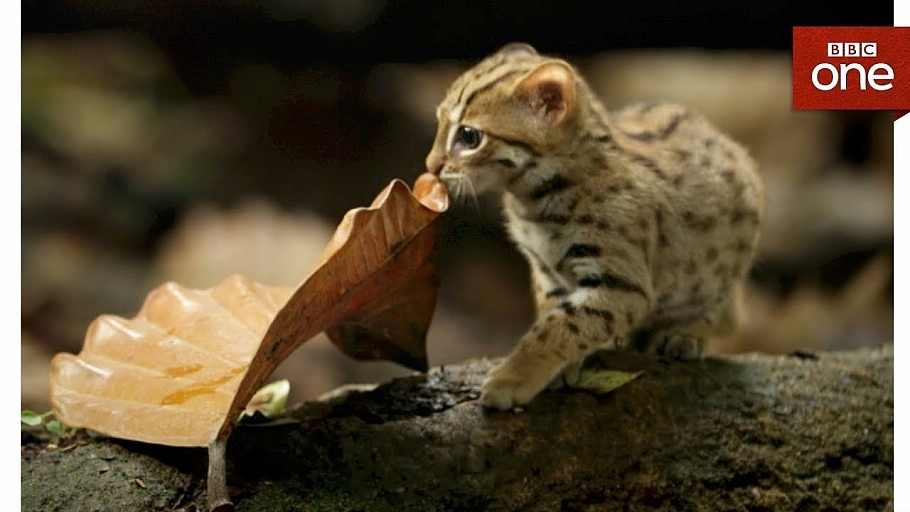 Rusty Spotted Cats Officially Are The Smallest Wild Cat In Asia