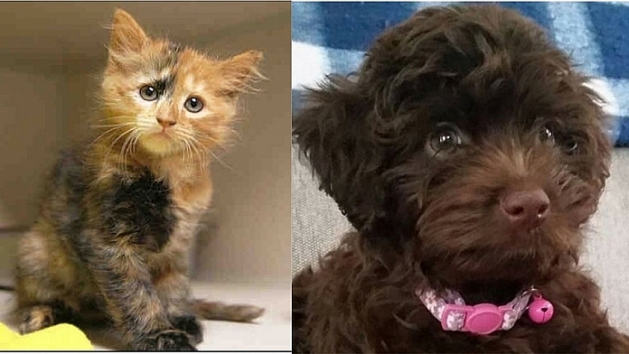 An Interaction Between Two Pets That Will Indeed Make You Smile