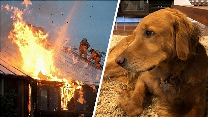 Hank The Dog Barked Up A Storm To Save This Family From A Huge Fire