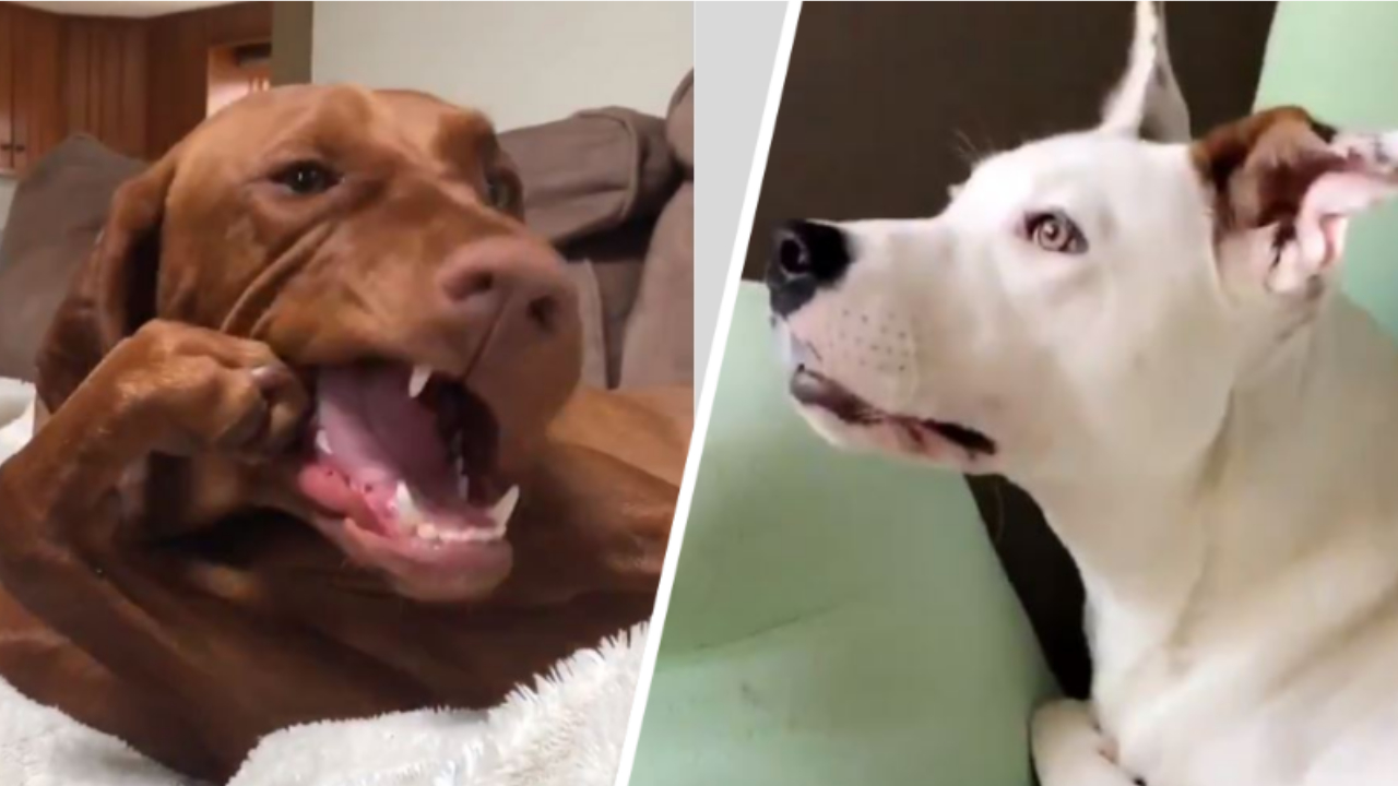 Dog Owners Share The Weird Things Their Pets Do And Some Of Them Will Baffle You