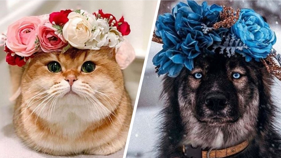 This College Professor Makes Flower Crowns For Animals & They Look Awesome