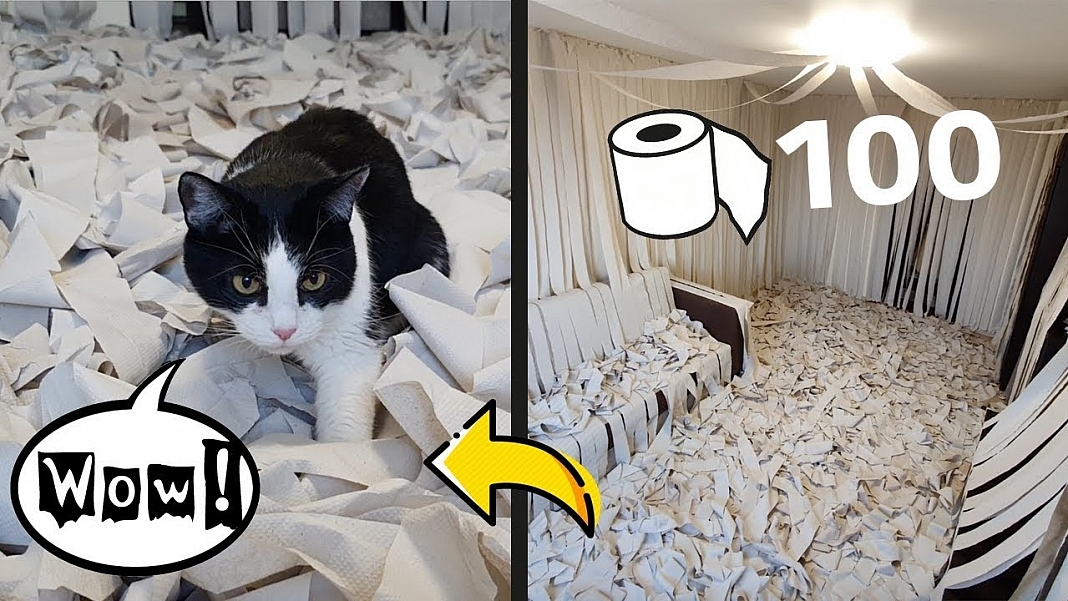 Cat Goes Mad In Room Full Of Toilet Papers In This Viral Video