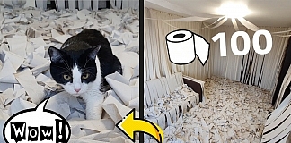 Cat Goes Mad In Room Full Of Toilet Papers In This Viral Video